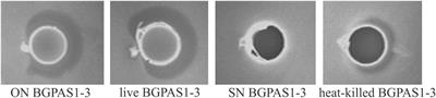 The Influence of Heat-Killed Enterococcus faecium BGPAS1-3 on the Tight Junction Protein Expression and Immune Function in Differentiated Caco-2 Cells Infected With Listeria monocytogenes ATCC 19111